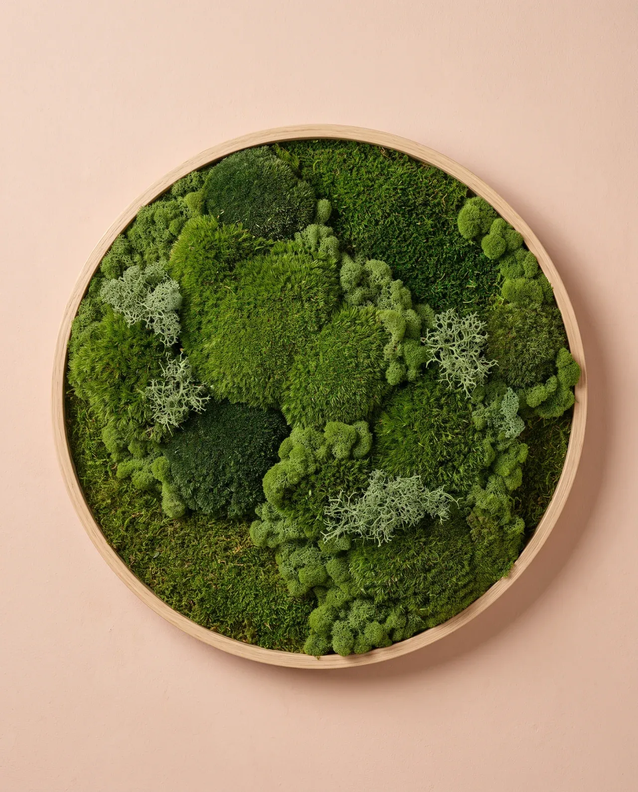 Musgo de cojín, musgo plano y líquenes crean una topografía verde dentro de un marco circular de roble.