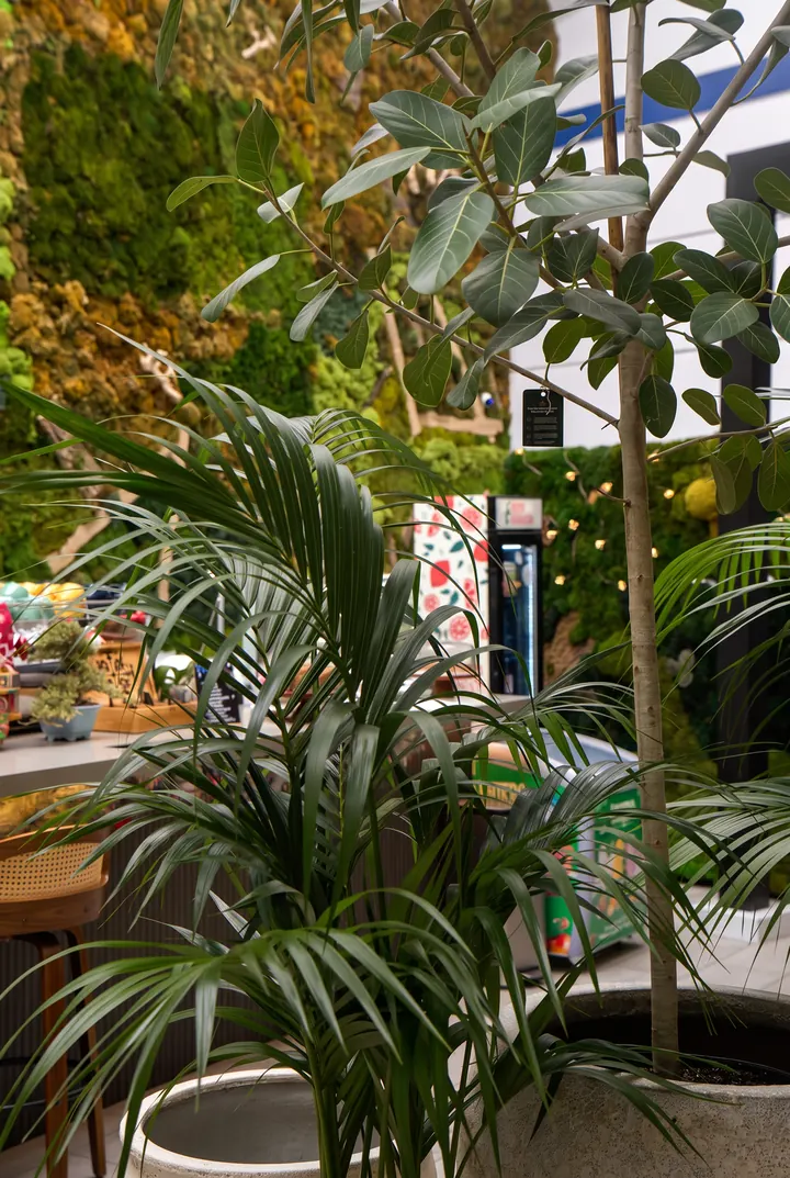Palmeras en la terraza. Kentias y árboles junto a la terraza del café.
