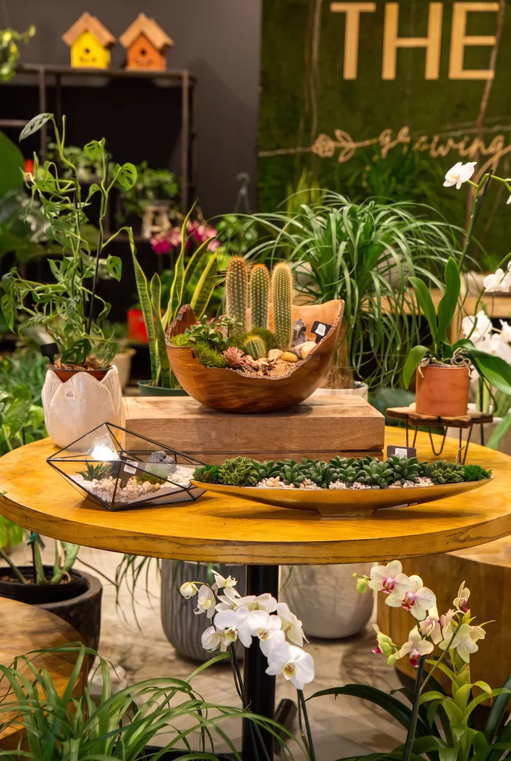 Una mesa de la tienda. Plantas, orquídeas y cuencos de musgo bajo el letrero.