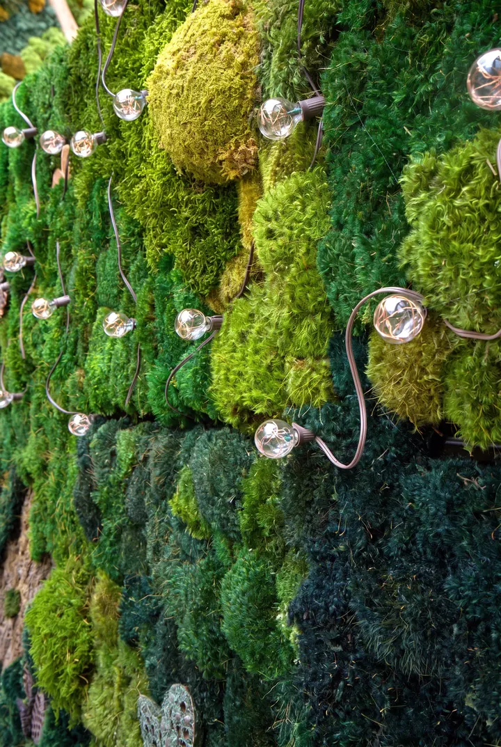 Musgo con luces. Detalle del muro del café, con bombillas entre el musgo.