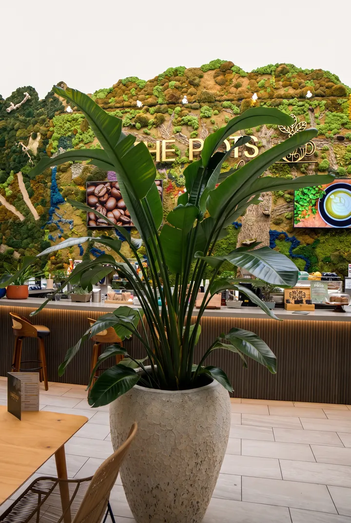 Strelitzia en el café. Una strelitzia en tinaja de piedra frente al muro.