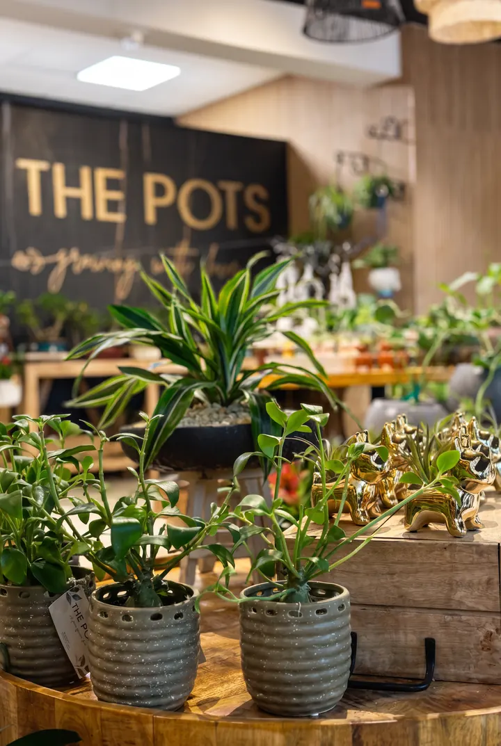 Plantas para llevar. Macetas y plantas en la tienda, bajo el letrero.