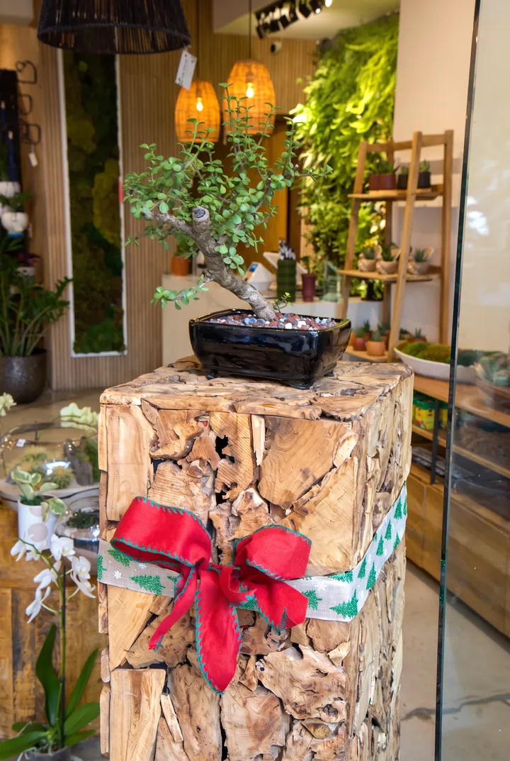 Un bonsái para regalar. Bonsái sobre peana de madera con lazo rojo.