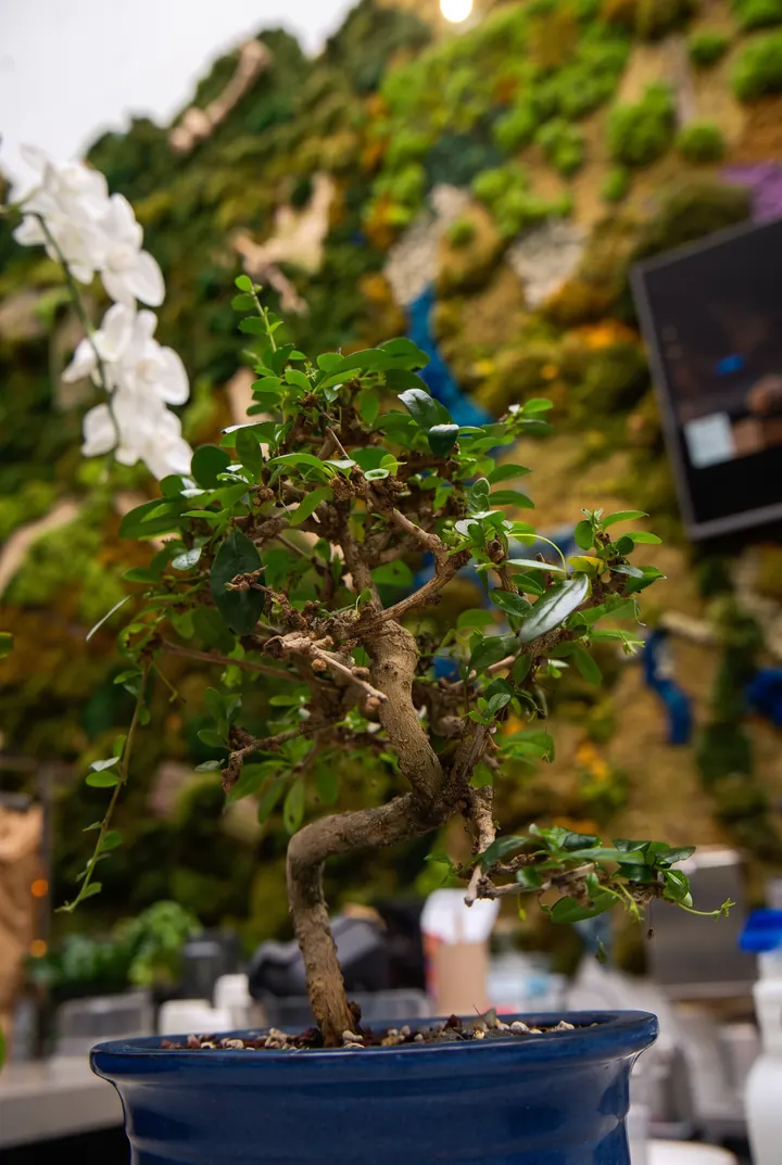 Un bonsái en el café. Bonsái con orquídea blanca frente al muro de musgo.