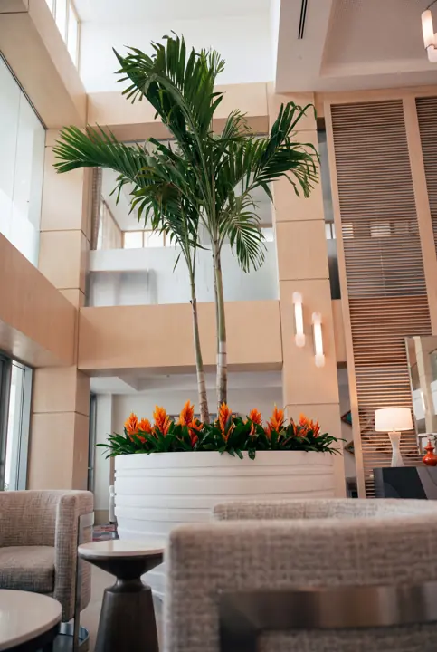Una palmera en el atrio. Palmera con un anillo de bromelias en un gran macetero.