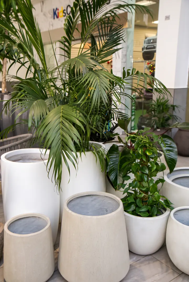 Macetas en el café. Palmeras y plantas en maceteros blancos de varias alturas.