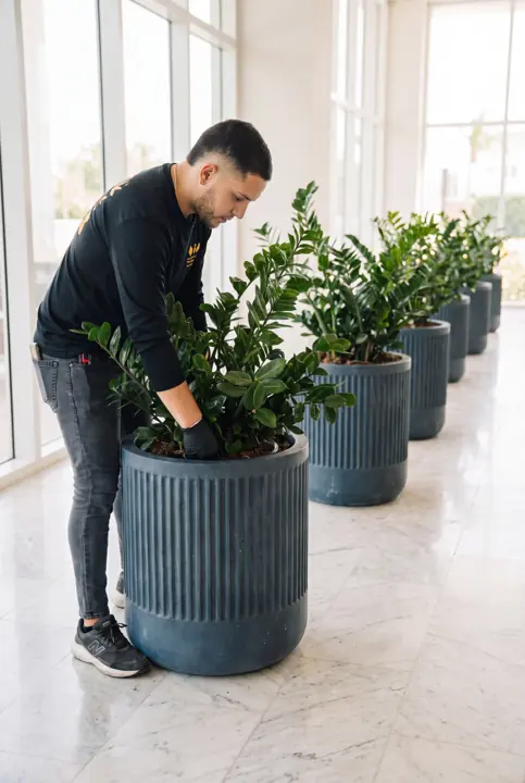 Planta a planta. Nuestro equipo colocando plantas en maceteros a medida.
