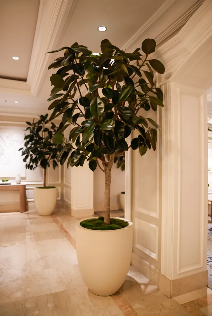 Un ficus en el pasillo. Un ficus en tinaja blanca.