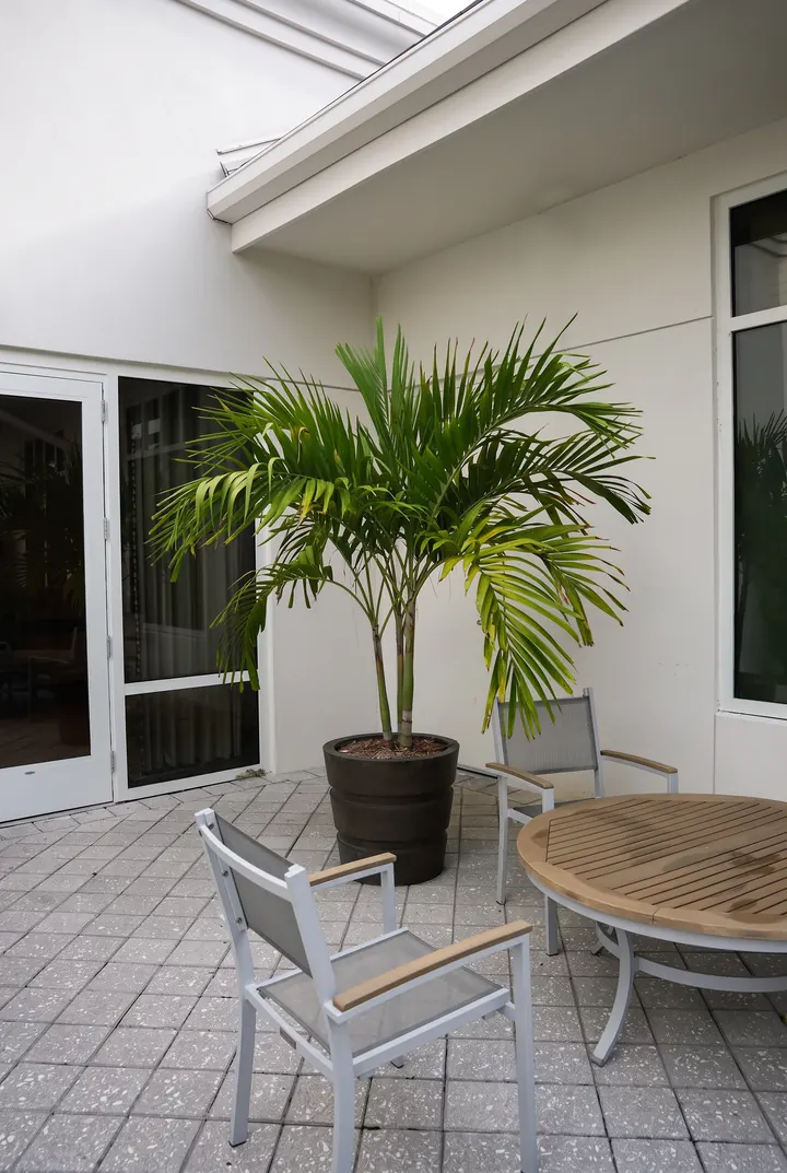 Palmera en el patio. Una palmera en maceta junto a la mesa del patio.