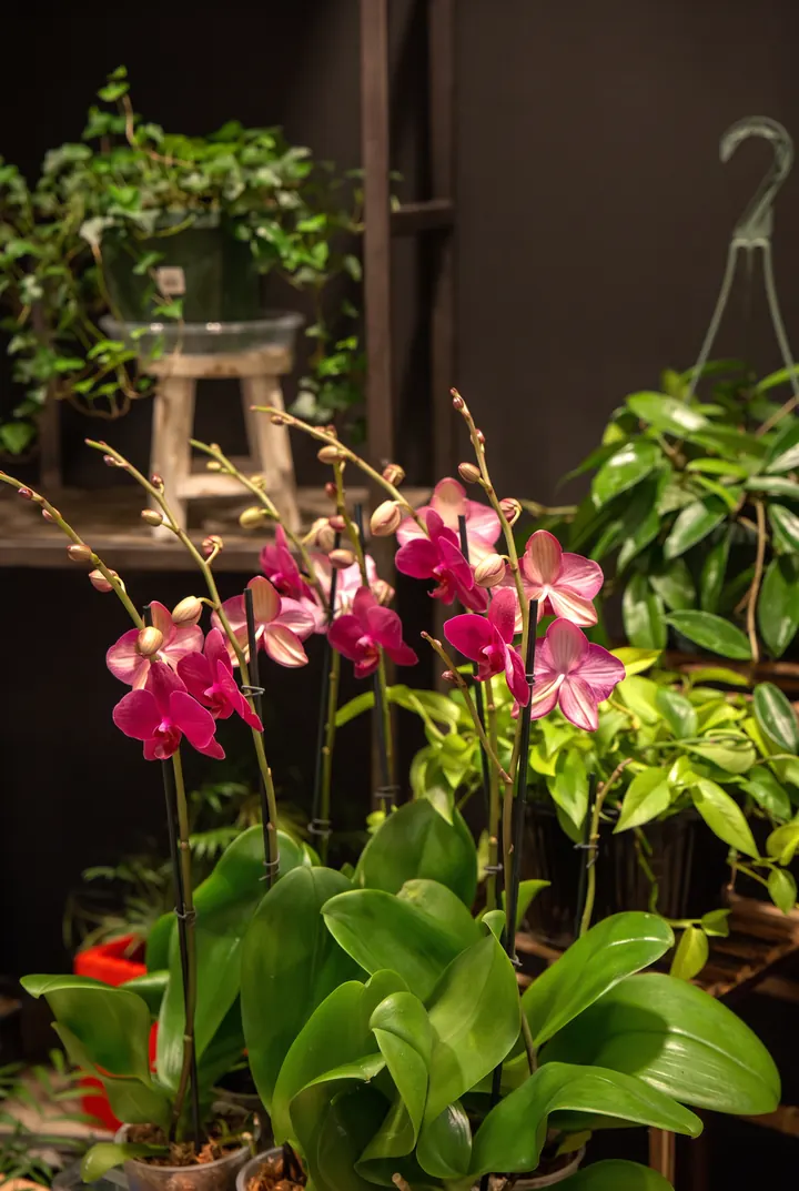 Orquídeas en flor. Orquídeas fucsia entre las plantas de la tienda.
