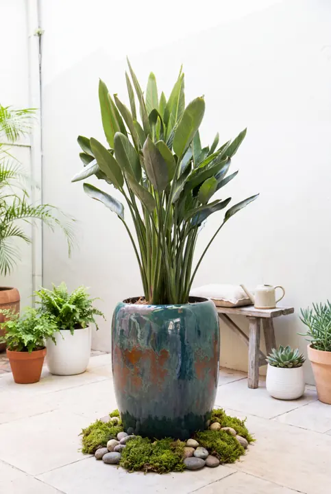 Ave del paraíso en el patio. Una strelitzia en cerámica esmaltada.
