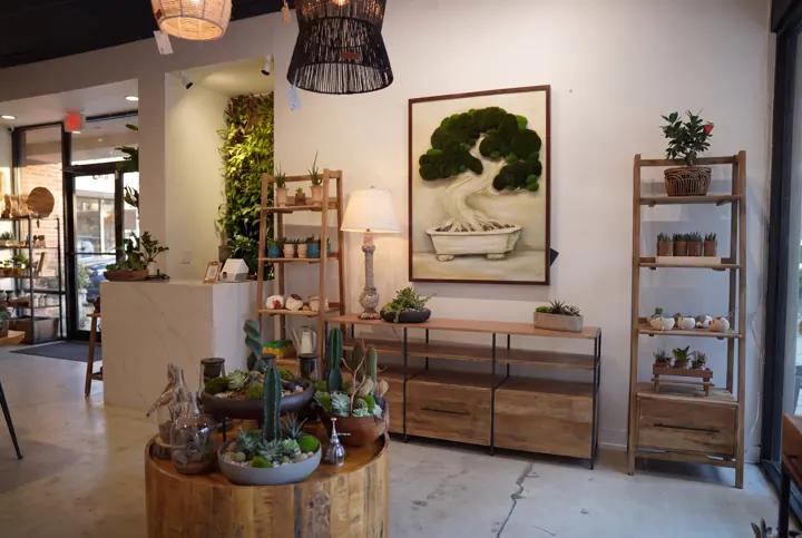 Nuestra tienda. Terrarios, cactus y un bonsái de musgo en la pared.