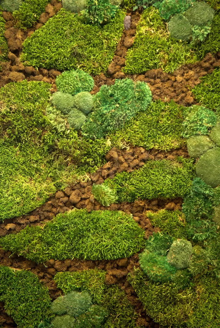 El musgo, de cerca. Detalle de la pared de musgo del café.