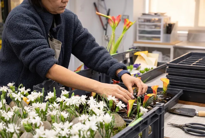Flor a flor. Una florista montando piezas de flor blanca y calas.