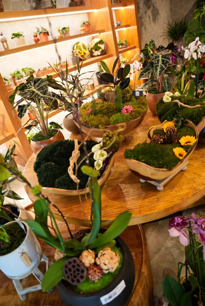Orquídeas en la tienda. Orquídeas, cuencos de musgo y plantas en la mesa redonda.