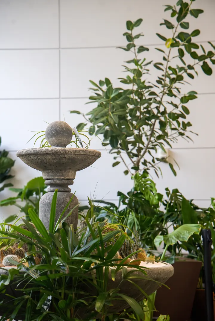 La fuente del café. Plantas y árboles alrededor de una fuente de piedra.